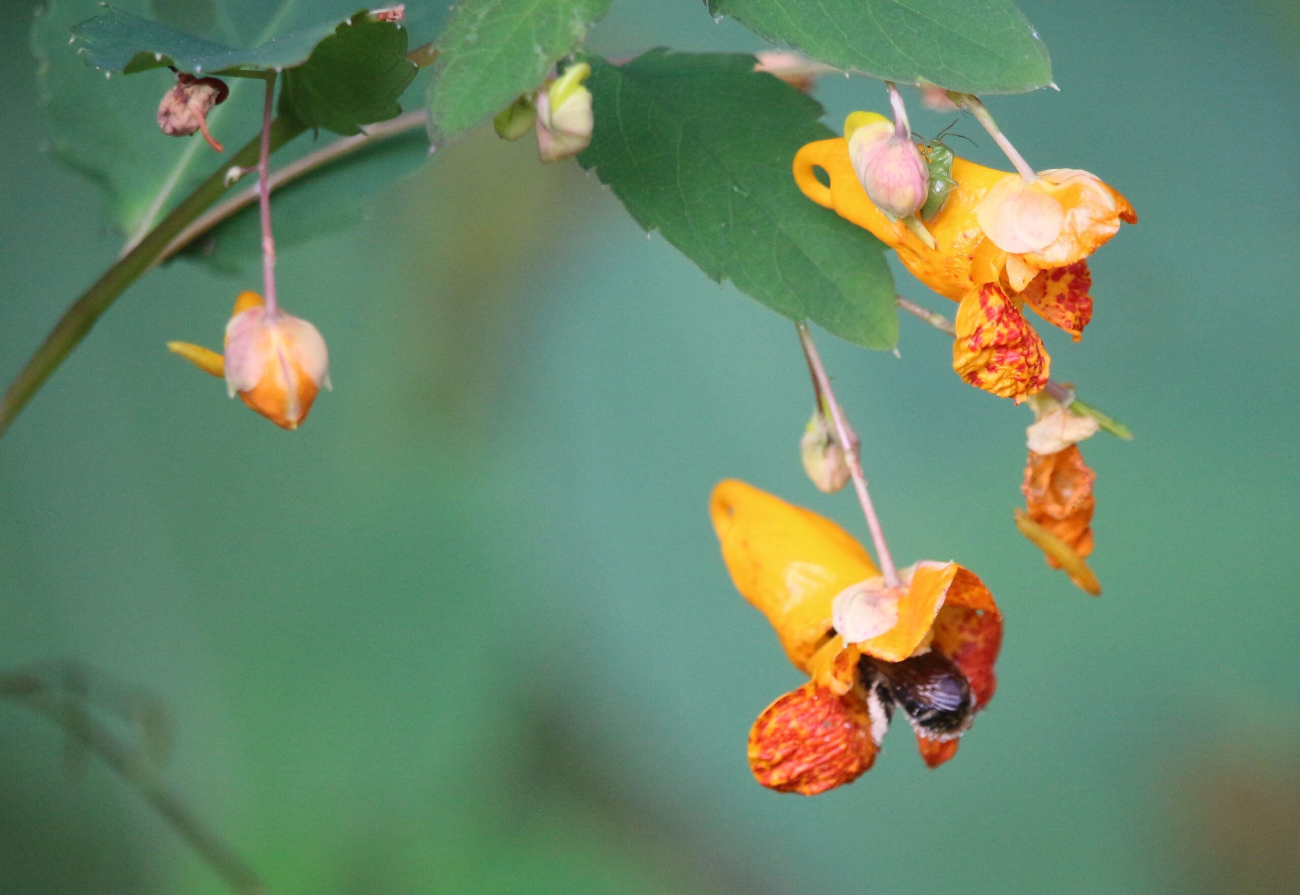 Image of A cluster of jewelweed pods