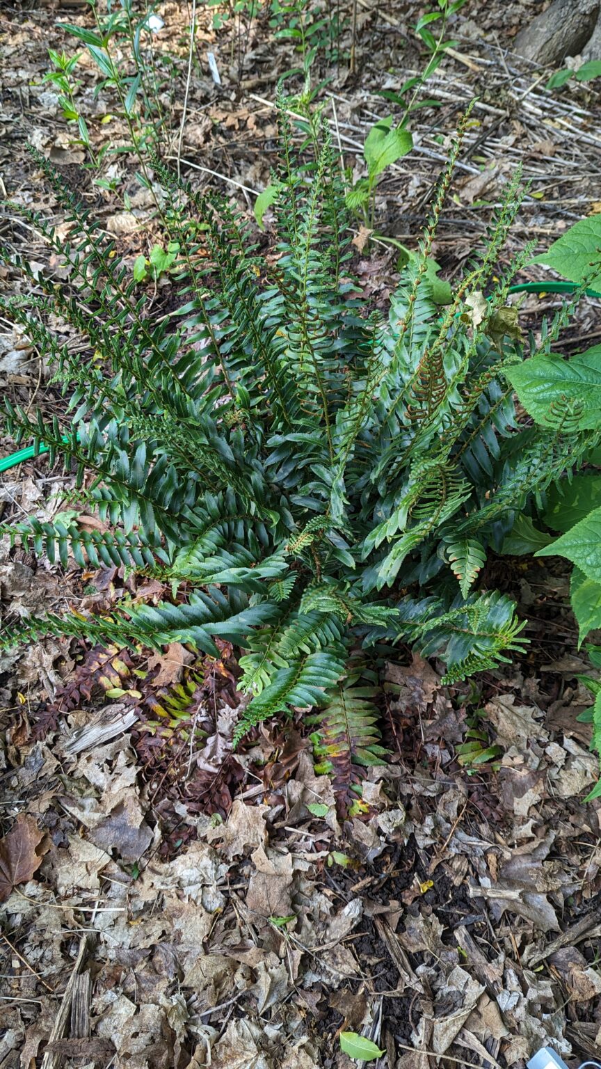 The Versatile Fern – The Native Plant Gardener