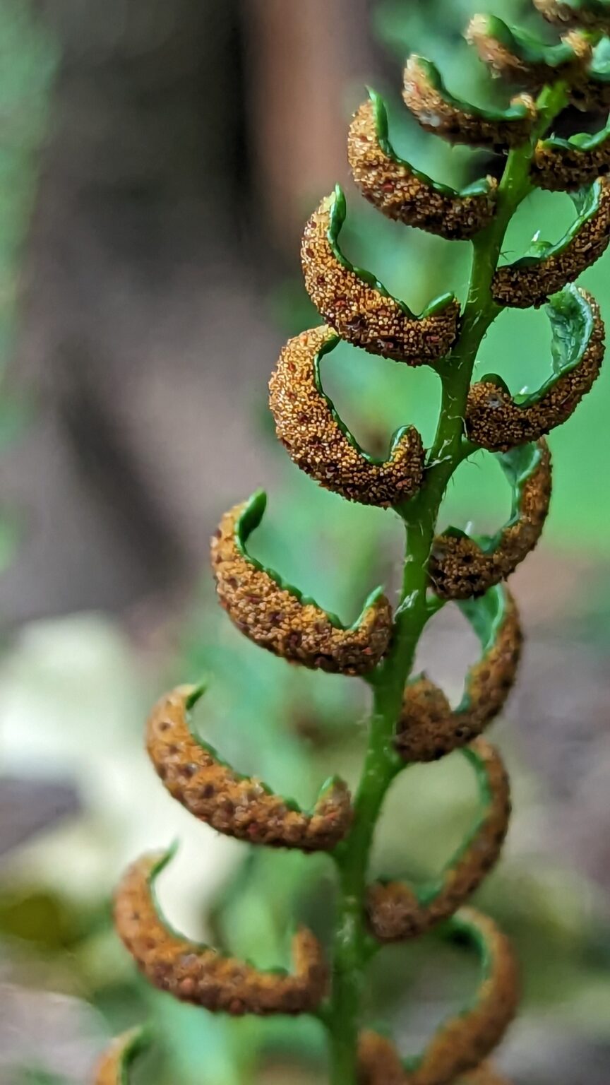 The Versatile Fern – The Native Plant Gardener