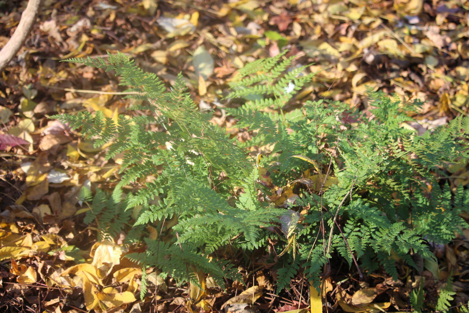 The Versatile Fern – The Native Plant Gardener
