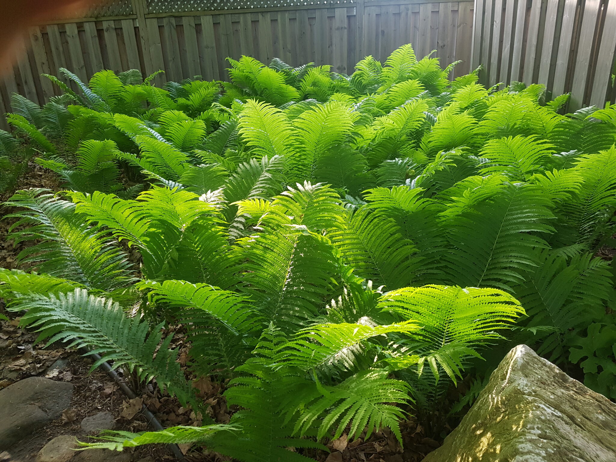 The Versatile Fern – The Native Plant Gardener