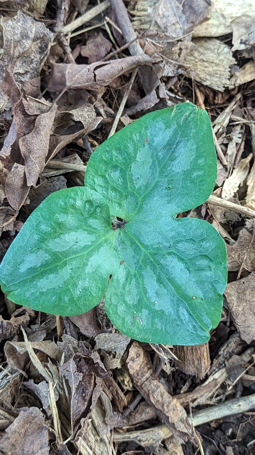Sharp Lobed Hepatica – The Native Plant Gardener