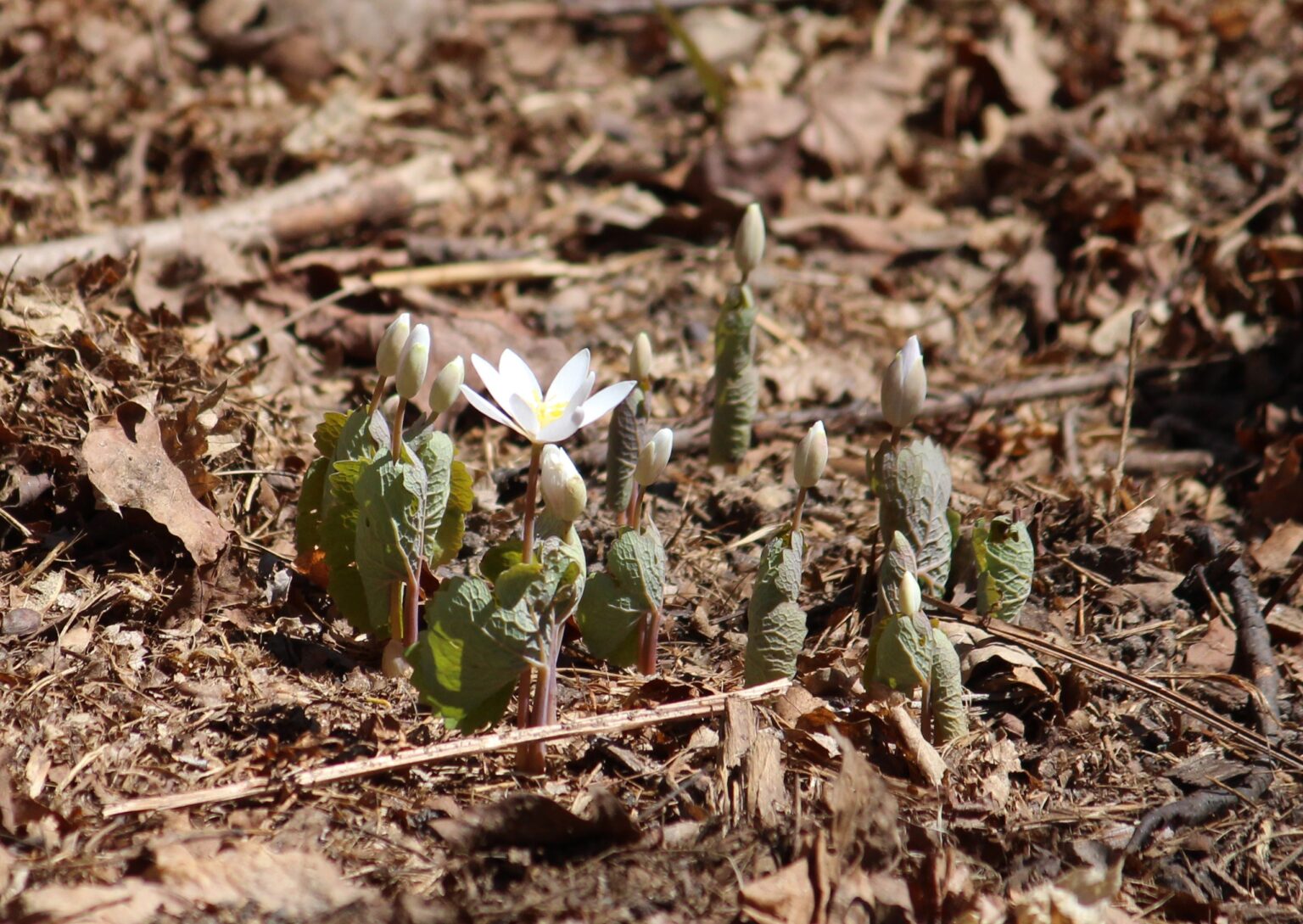 Bloodroot – The Native Plant Gardener